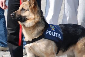 Vor apărea patrule canine în oraș