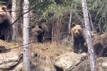 O ursoaică cu trei pui, filmată în pădurile din Suceava, la Broșteni