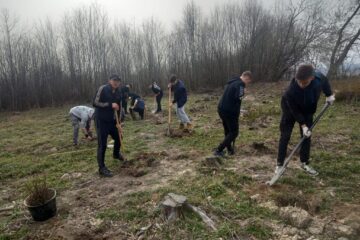 Elevii au plantat arbuști ornamentali în curtea unității școlare și puieți de paltin în apropierea comunei Todirești