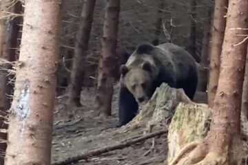 Întâlnire palpitantă cu urs imens, filmată în pădurile din Ocolul Silvic Broșteni