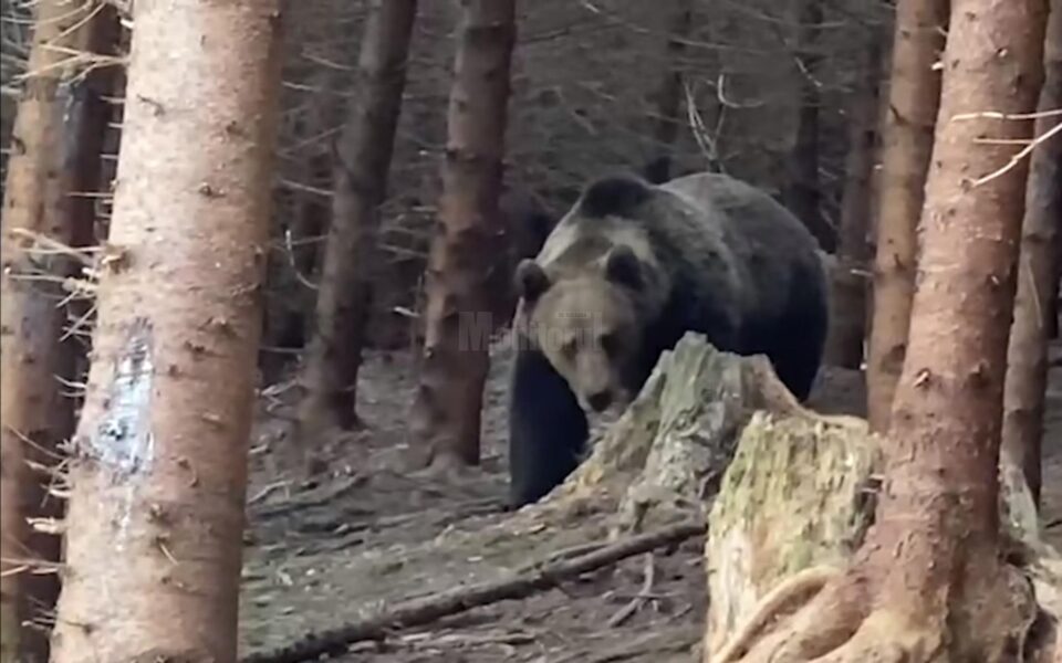 Întâlnire palpitantă cu urs imens, filmată în pădurile din Ocolul Silvic Broșteni