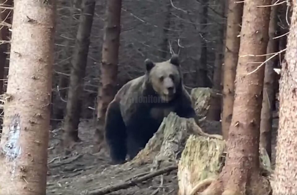 Întâlnire palpitantă cu urs imens, filmată în pădurile din Ocolul Silvic Broșteni