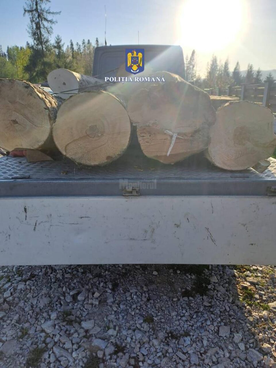 Polițiștii de la Secția Rurală Marginea au realizat o a doua captură în acest an de material lemnos de esență foarte rară