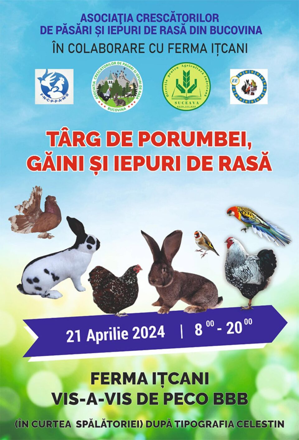 Târg de porumbei, găini și iepuri de rasă