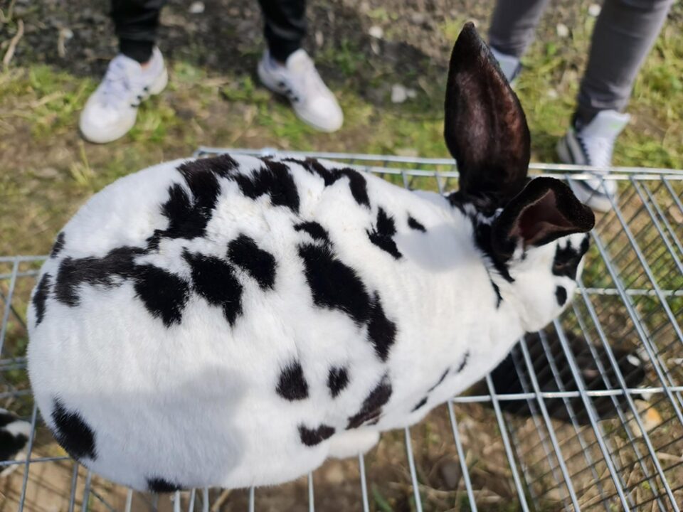 Târgul de păsări și animale de la Ferma Ițcani, bucurii pentru cei mici și cei mari
