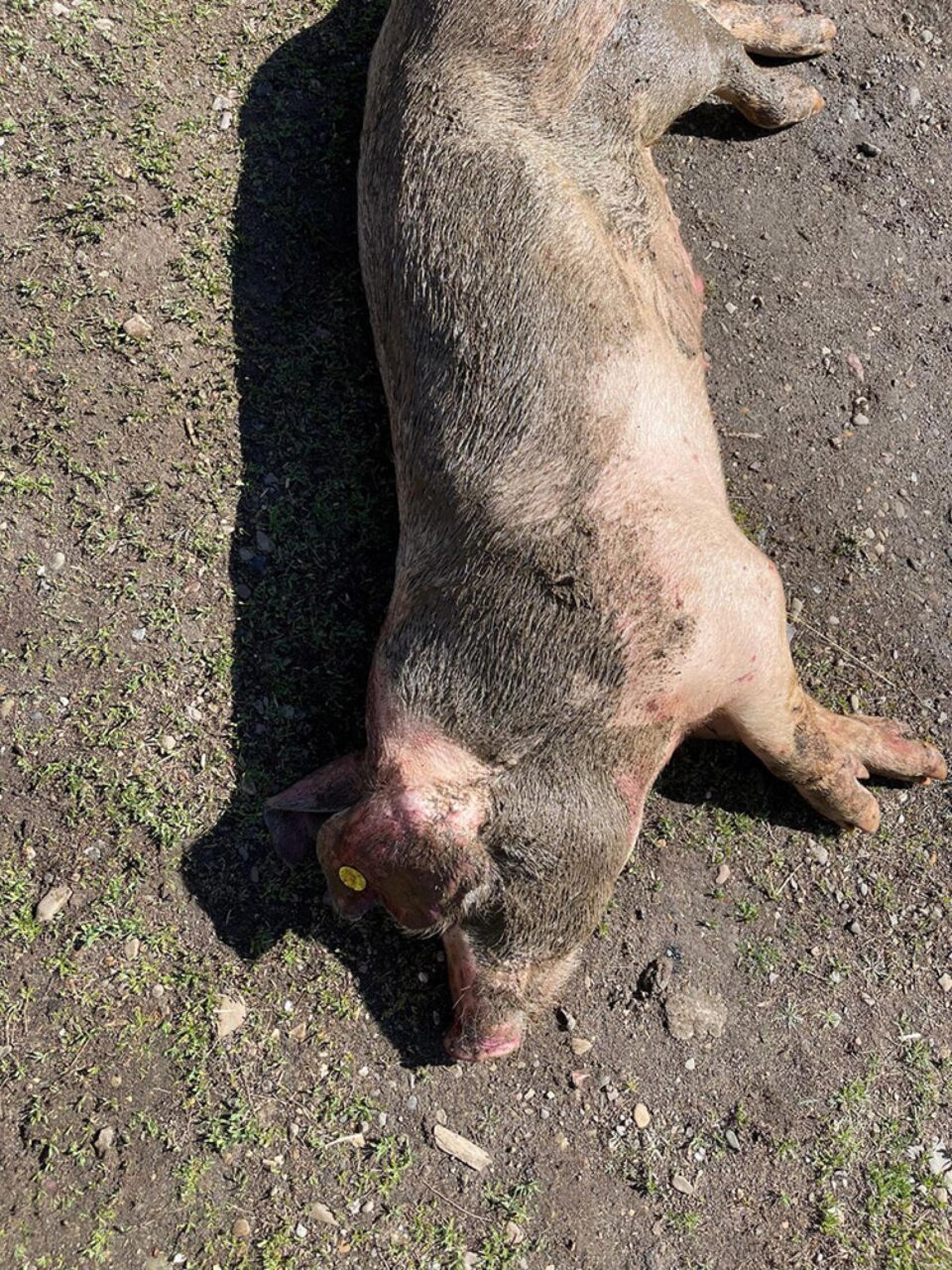 Porci morți de pestă africană