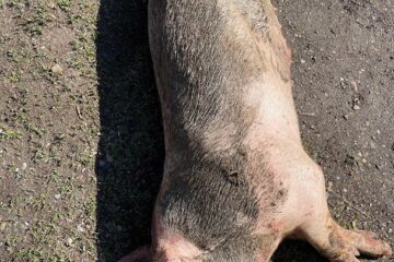 Porci morți de pestă africană