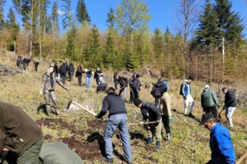 Puieți de molid plantați de elevi ai Colegiului de Industerie Alimentară, la Pojorâta