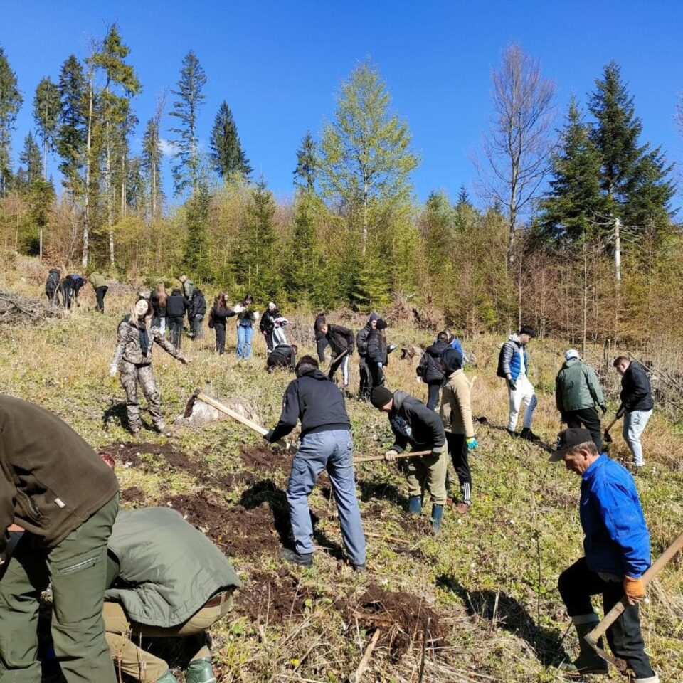Puieți de molid plantați de elevi ai Colegiului de Industerie Alimentară, la Pojorâta