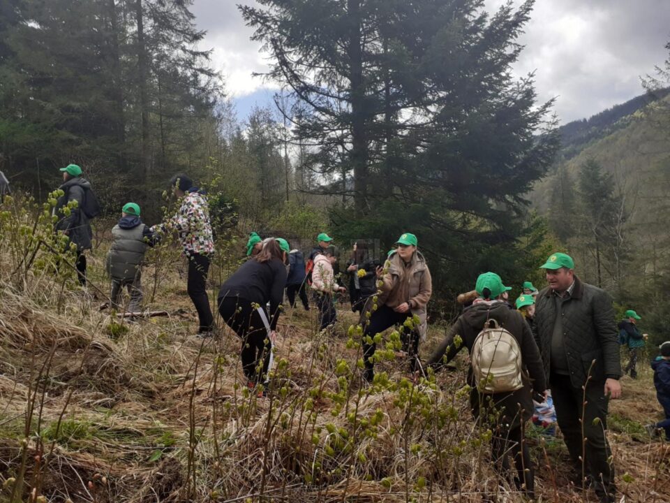 Elevii Școlii „Bogdan Vodă” Rădăuți au plantat puieți de brad, molid și stejar, în „Săptămâna verde”