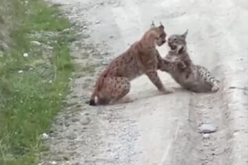 Imagini rare cu doi râși tineri care își măsoară forțele, surprinse la Ocolul Silvic Vatra Dornei