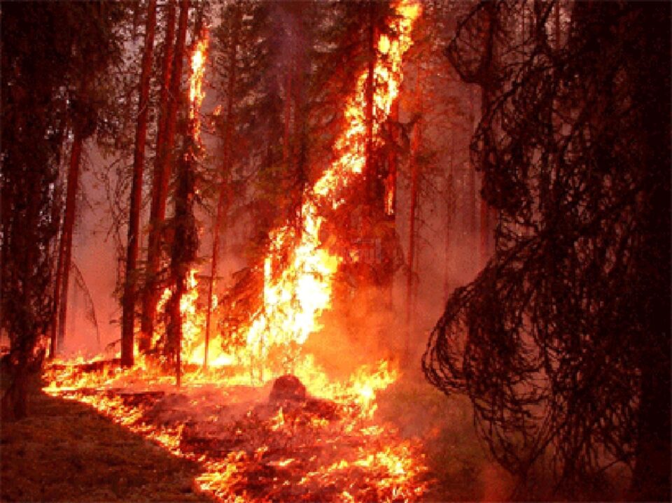 „Foc în pădure”