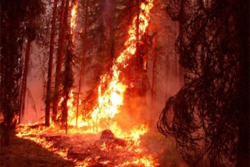 „Foc în pădure”