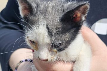 Un sucevean a fost amendat cu 3.000 de lei pentru că a aruncat 3 pui de pisică din portbagajul mașinii