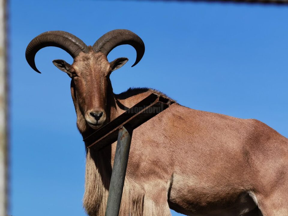 Arca lui Noe, deschisă la Zaharești, cu peste 470 de exemplare de animale și păsări