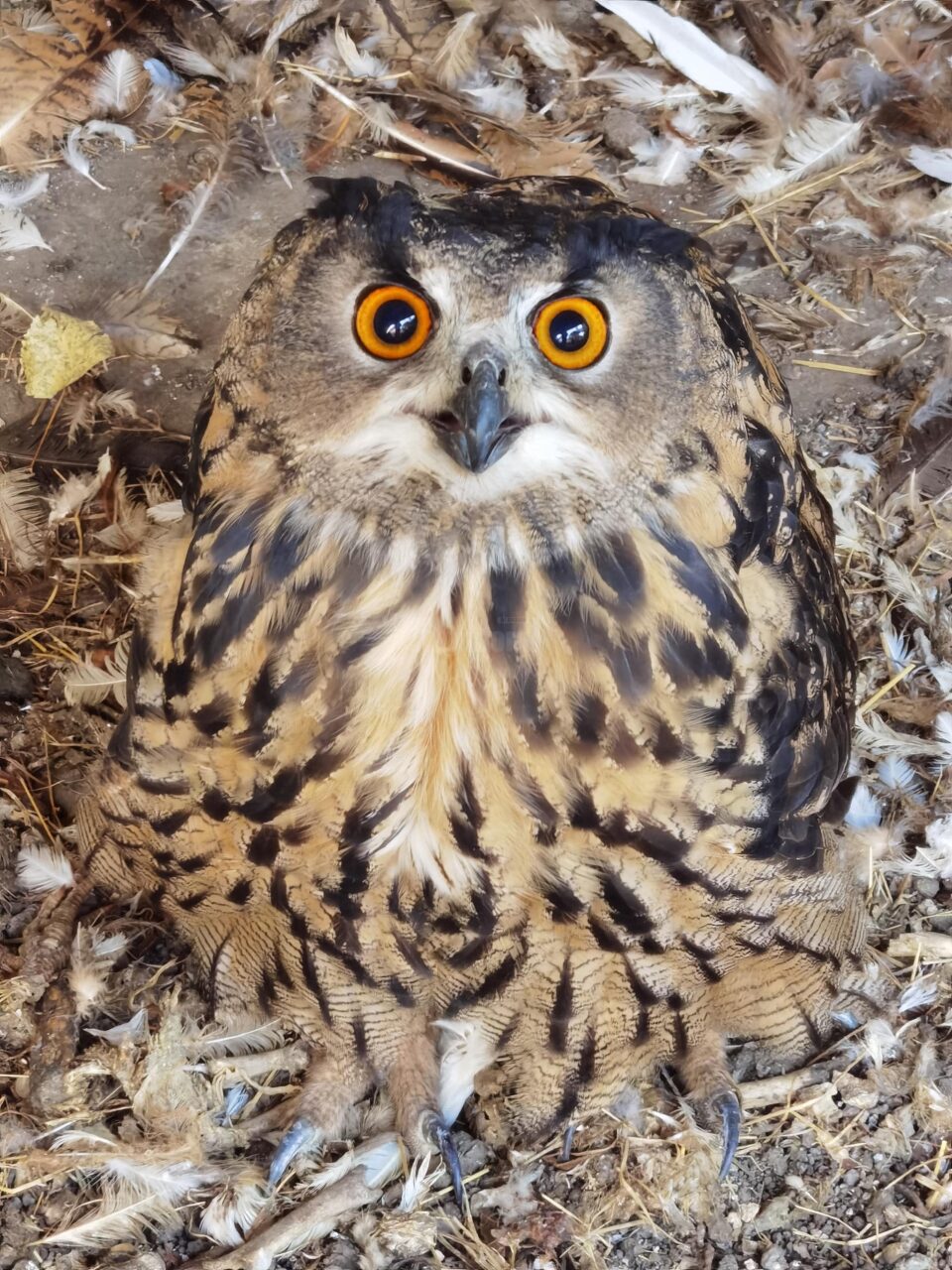 „Arca lui Noe”, cu peste 470 de exemplare de animale și păsări, deschisă la Zaharești 3