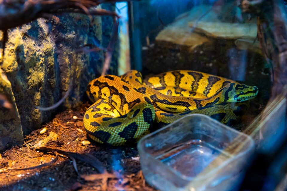 80 dintre cele mai cunoscute exemplare de tarantule, șerpi și alte specii de reptile pot fi admirate în Iulius Mall Suceava