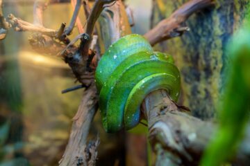 80 dintre cele mai cunoscute exemplare de tarantule, șerpi și alte specii de reptile pot fi admirate în Iulius Mall Suceava
