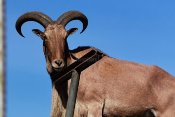 Arca lui Noe, noul colț zoologic al lui Șoimaru, deschis la Zaharești