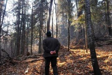 Fiasco total în dosarul în care cinci silvicultori de la Breaza au fost acuzați de abuz în serviciu în scopul unor tăieri ilegale