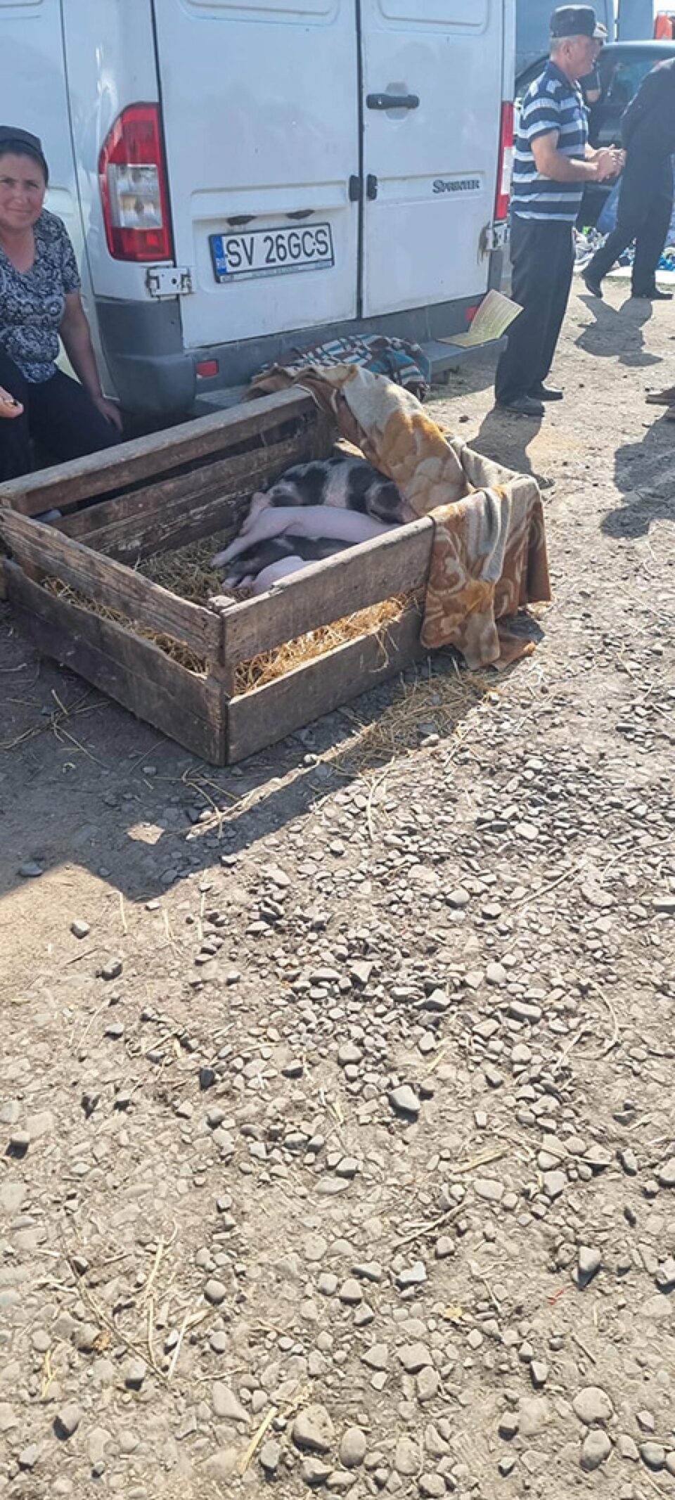Așa se vând porcii în Piața Verești