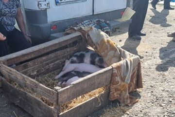 Așa se vând porcii în Piața Verești
