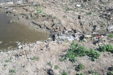 Anchetă penală privind o mortalitate piscicolă mare pe un luciu de apă de lângă râul Siret, la Dolhasca