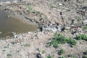 Anchetă penală privind o mortalitate piscicolă mare pe un luciu de apă de lângă râul Siret, la Dolhasca
