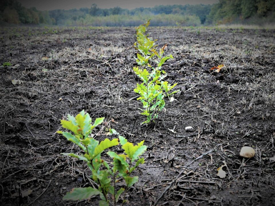 Terenurile degradate, cele agricole slab productive, pajiștile și pășunile cu o valoare ecologică și economică scăzută pot căpăta valoare prin împădurire Terenurile degradate, cele agricole slab productive, pajiștile și pășunile cu o valoare ecologică și economică scăzută pot căpăta valoare prin împădurire