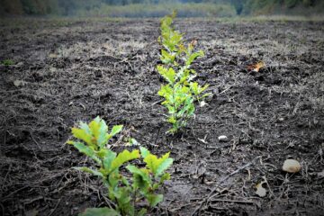 Terenurile degradate, cele agricole slab productive, pajiștile și pășunile cu o valoare ecologică și economică scăzută pot căpăta valoare prin împădurire