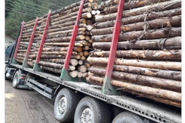 Sute de transporturi fictive de lemn, din Ungaria spre Broșteni, identificate în SUMAL de Garda Forestieră Suceava