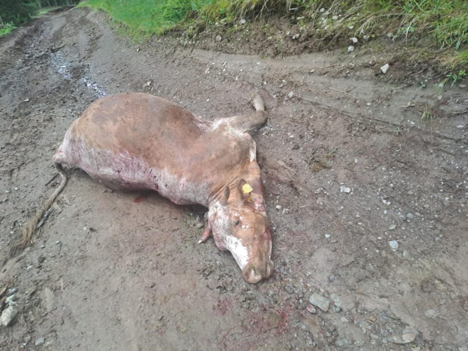 Vaca ruptă de urs în comuna Panaci