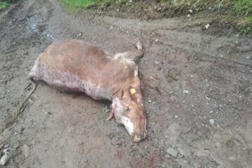 Vaca ruptă de urs în comuna Panaci