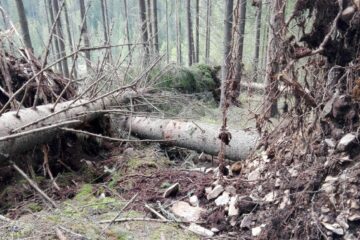 Încă un caz de muncitor lovit fatal de un arbore afectat de furtună, în zona de munte a județului
