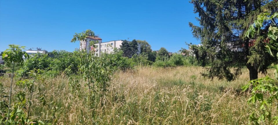 Ruinele Curții Domnești, sub buruieni