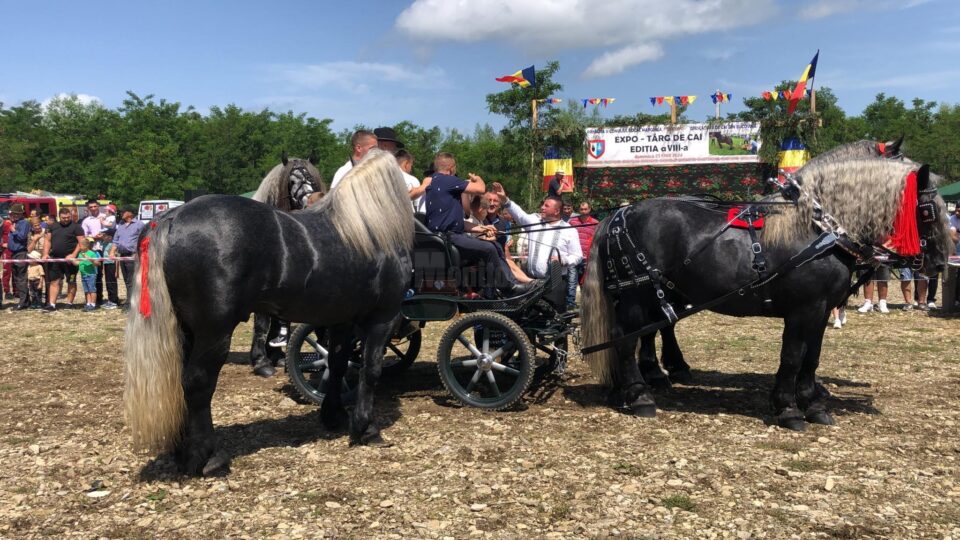 Cei mai frumoși cai de la târgul din Marginea au fost admirați în parada organizată în secțiunea de frumusețe