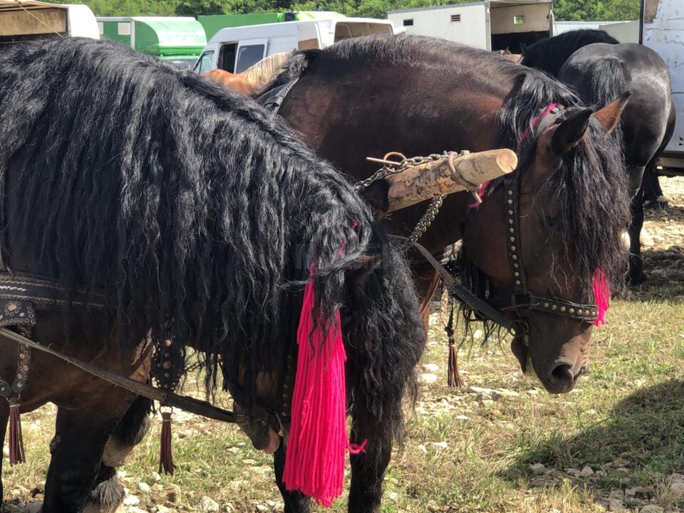 În comuna MArginea a avut loc cel mai mare târg de cai din regiunea Moldovei