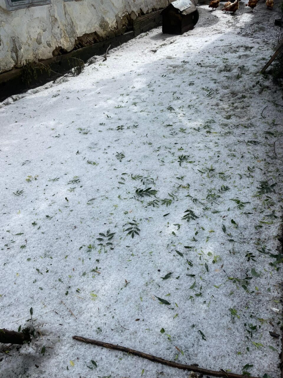 Comuna cea mai afectată de grindină este Preutești