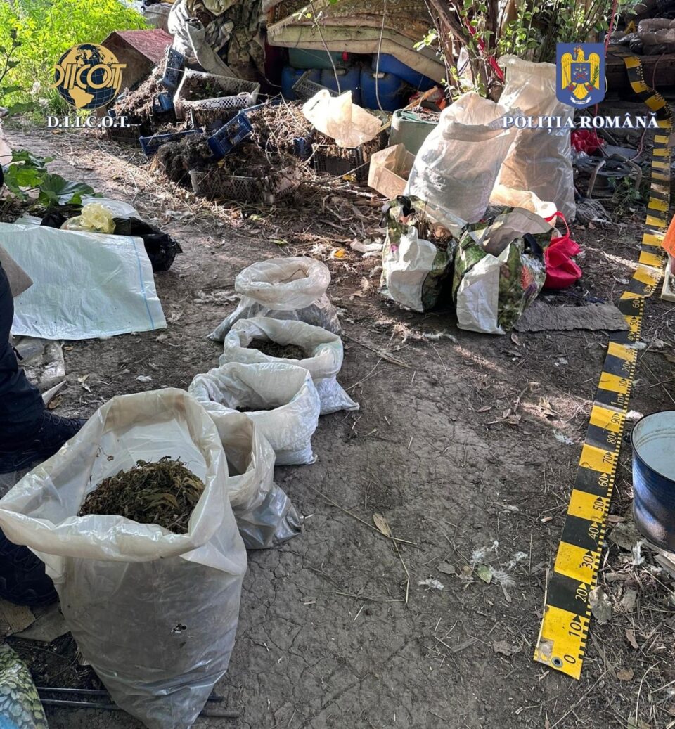 De la locuința suspectului au fost ridicate peste 4 kilograme canabis