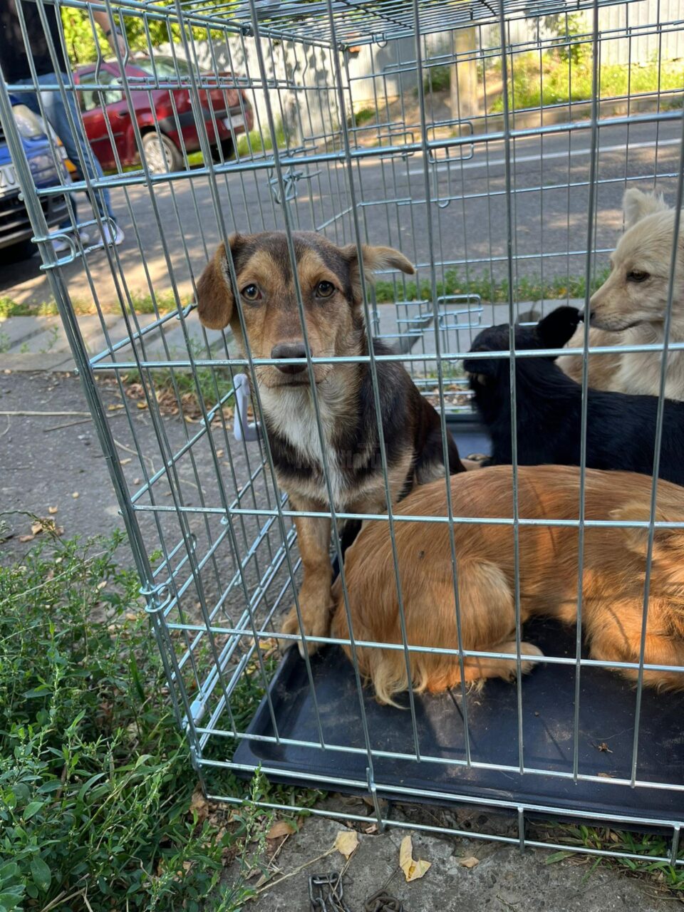 16 câini și pisici, luate de Poliție din curtea unei femei în vârstă