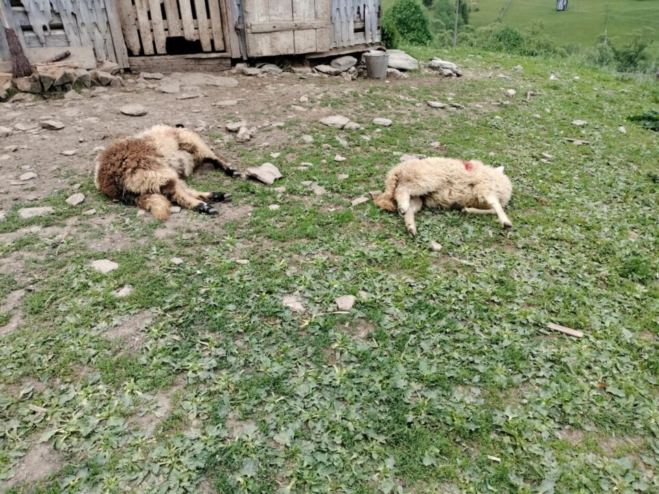 Urșii fac pagube zilnic în satele de la munte