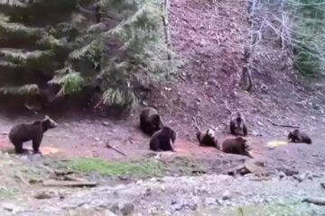 Ursi adunati intr-o zona unde li se pune hrana, la Brosteni