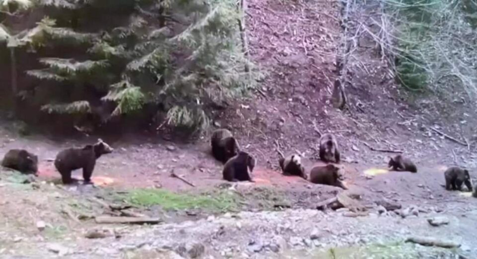 Urși adunați într-o zonă unde li se pune hrană, la Broșteni