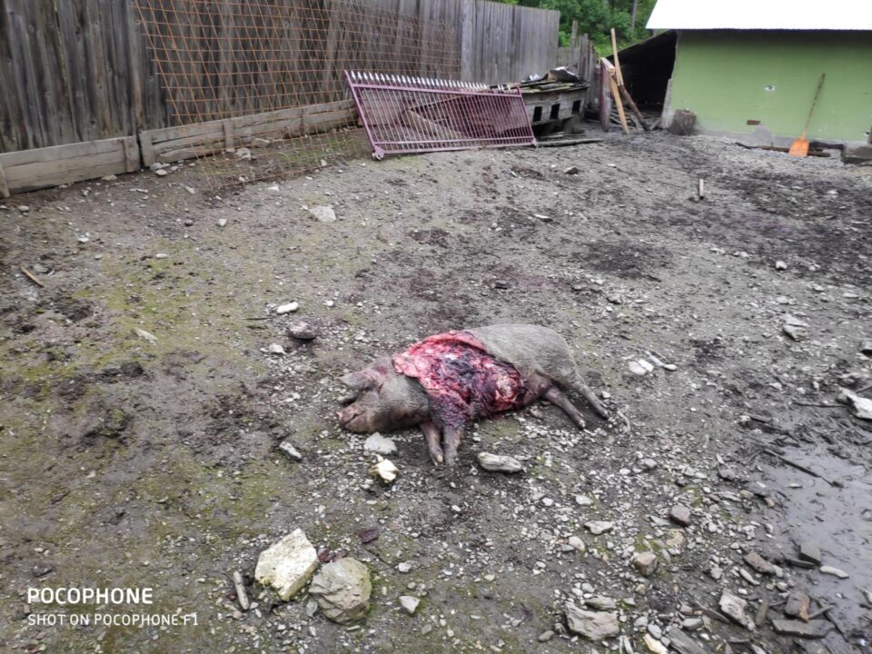 Animale sfâșiate de urși