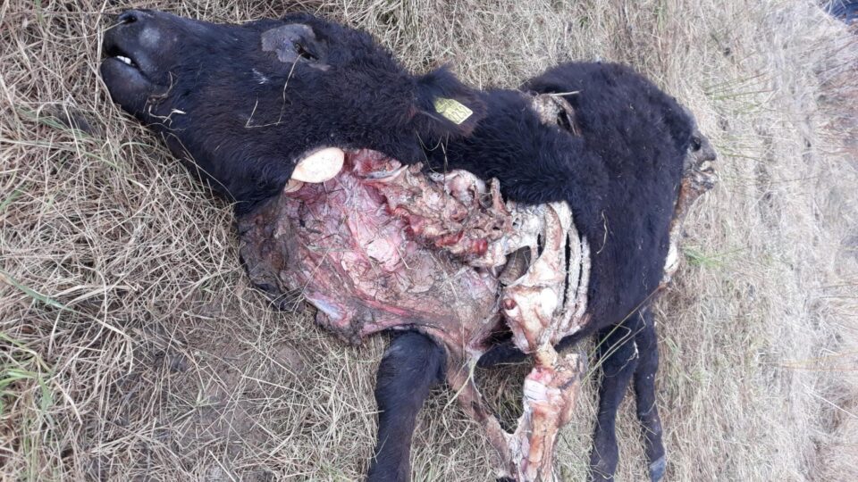 Animale sfâșiate de urși