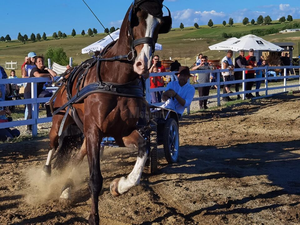 Spectacol cu cai de la prima ediție a evenimentului Catalan