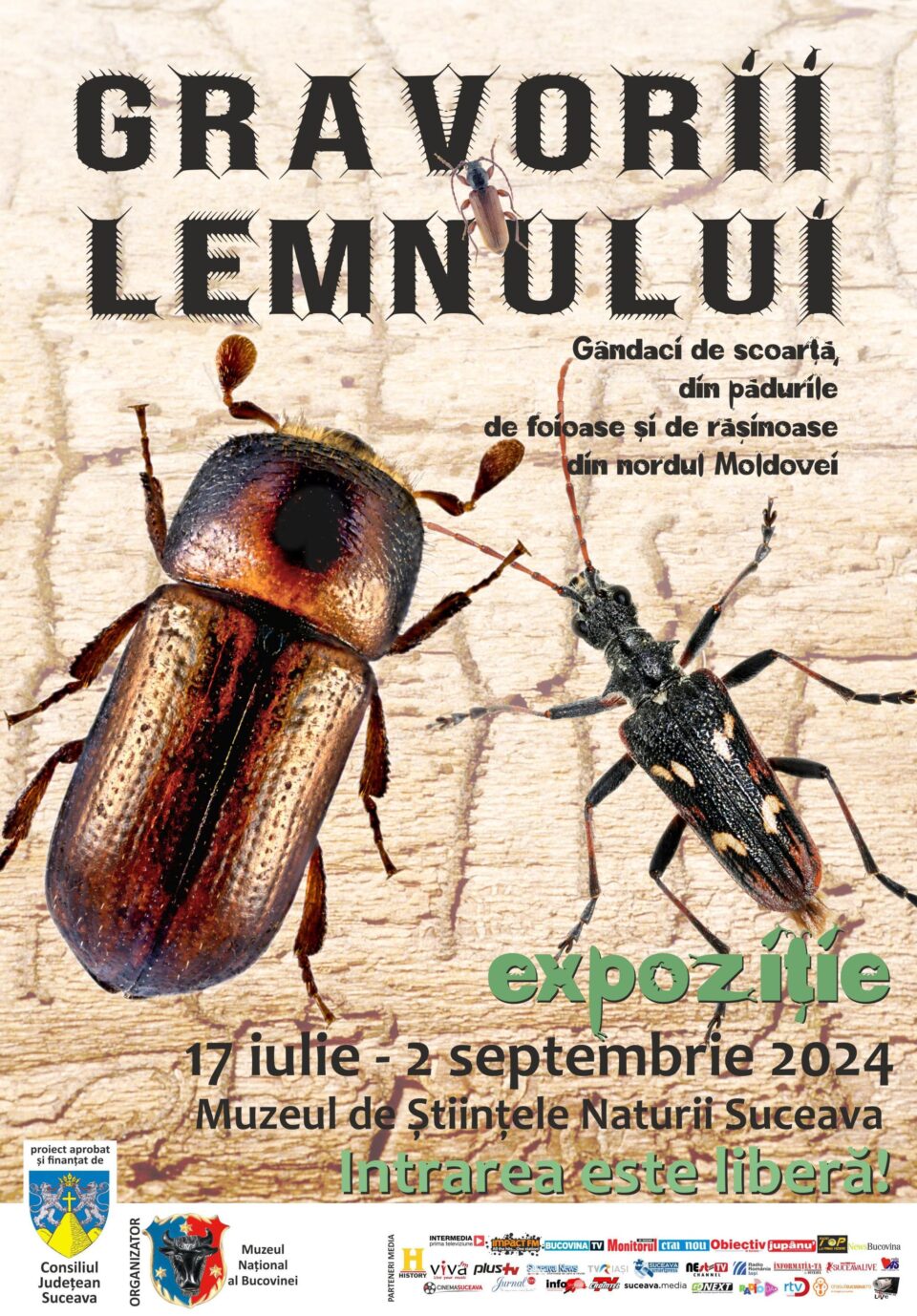 Gândaci de scoarță, într-o expoziție captivantă la Muzeul de Științele Naturii Suceava Gândaci de scoarță, într-o expoziție captivantă la Muzeul de Științele Naturii Suceava