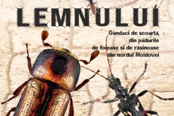Gândaci de scoarță, într-o expoziție captivantă la Muzeul de Științele Naturii Suceava