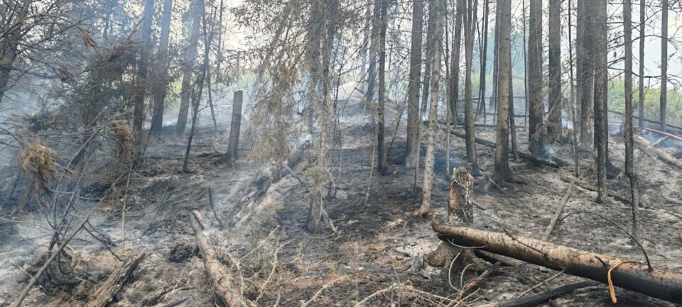 Un incendiu de la trăsnet a pus în pericol pădurea, în zona de munte