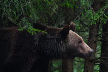 DE VIITORII MORȚI, NUMAI DE BINE!... DE URȘI FIIND VORBA